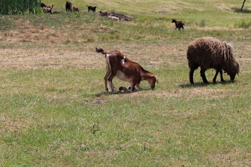 Fototapeta na wymiar A dog and a sheep in a pasture