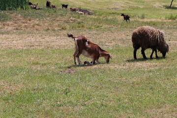 A dog and a sheep in a pasture