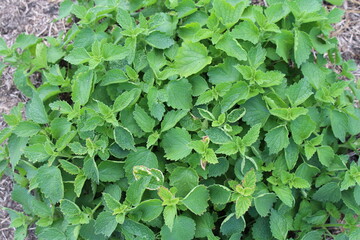 Fototapeta premium A group of green leaves