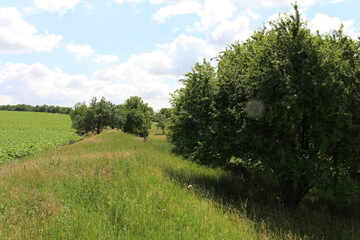 Fototapeta na wymiar A grassy field with trees