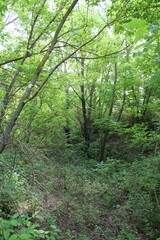 Obraz premium A forest with trees