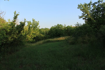 A grassy area with trees in the background