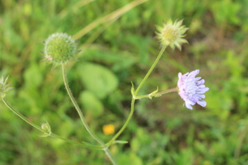 A close up of a flower