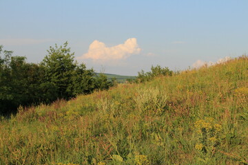 A grassy field with trees and water in the background