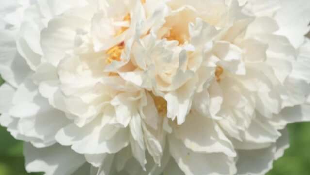 beautiful white  terry peony flower background. macro footage. sunny day