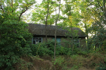 Fototapeta na wymiar A house in the woods