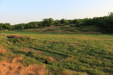 A field of grass and trees