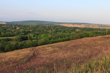 Fototapeta premium A grassy field with trees