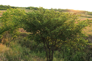 A field of grass and trees