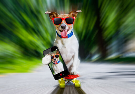 jack russell terrier dog  riding very fast with speed a skateboard as skater , with sunglasses in summer vacation, taking a selfie with smartphone or cell phone