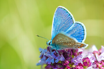 common blue, Polyommatus icarus, on an oregano flower