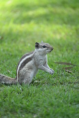 squirrel in the park