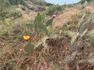 Torrey Pines State Nature Preserve, San Diego, California, Looking at Flowering Prickly Pear Cactus along the Trail