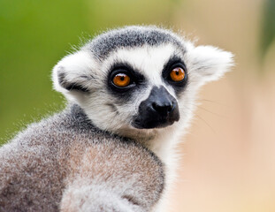 A closeup of the head of a ring-tailed lemur (Lemur catta)