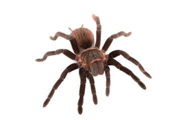 Brachypelma vagans spider Isolated on white background