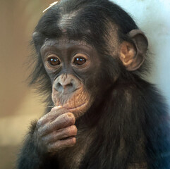 Explore the Beauty of the Animal Kingdom &ndash; A Collection of Stunning Creatures, from Adorable Pets to Wild Wonders, Captured in Their Natural Charm.