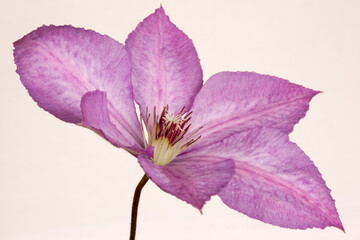 Naklejka premium Closeup image of a Clematis 'Margaret Hunt' flower