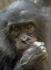 Explore the Beauty of the Animal Kingdom – A Collection of Stunning Creatures, from Adorable Pets to Wild Wonders, Captured in Their Natural Charm.