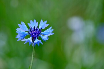 Chaber bławatek niebieski kwiat polskich pól i łąk