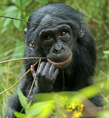 Explore the Beauty of the Animal Kingdom – A Collection of Stunning Creatures, from Adorable Pets to Wild Wonders, Captured in Their Natural Charm.