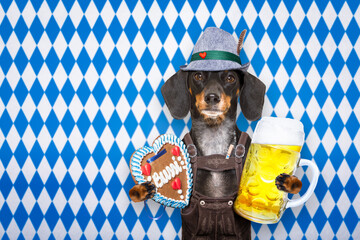 bavarian dachshund or sausage  dog with  gingerbread and  mug  isolated on white background , ready...