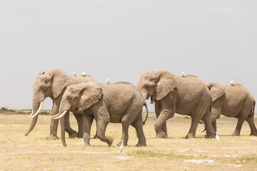 Herd of elephants at Amboseli National Park, formerly Maasai Amboseli Game Reserve, is in Kajiado District, Rift Valley Province in Kenya. The ecosystem that spreads across the Kenya-Tanzania border.
