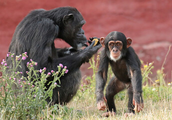 Explore the Beauty of the Animal Kingdom – A Collection of Stunning Creatures, from Adorable Pets to Wild Wonders, Captured in Their Natural Charm.