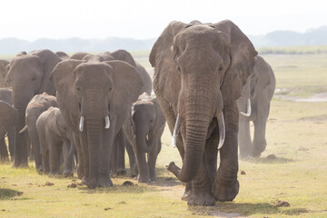 Fototapeta na wymiar Herd of Elephants at Amboseli National Park, formerly Maasai Amboseli Game Reserve, is in Kajiado District, Rift Valley Province in Kenya. The ecosystem that spreads across the Kenya-Tanzania border.