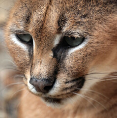 Explore the Beauty of the Animal Kingdom – A Collection of Stunning Creatures, from Adorable Pets to Wild Wonders, Captured in Their Natural Charm.