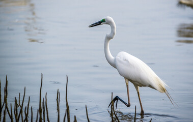 Naklejka premium A Common Heron with fish caught in breeding plumage