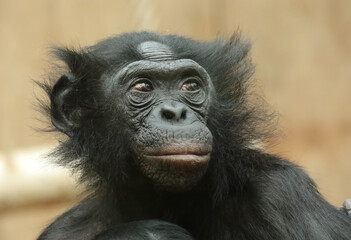 Explore the Beauty of the Animal Kingdom – A Collection of Stunning Creatures, from Adorable Pets to Wild Wonders, Captured in Their Natural Charm.