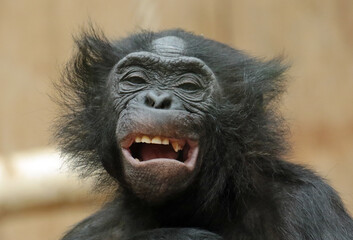 Explore the Beauty of the Animal Kingdom – A Collection of Stunning Creatures, from Adorable Pets to Wild Wonders, Captured in Their Natural Charm.