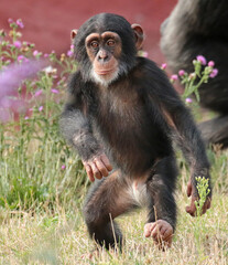 Explore the Beauty of the Animal Kingdom – A Collection of Stunning Creatures, from Adorable Pets to Wild Wonders, Captured in Their Natural Charm.