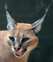 Explore the Beauty of the Animal Kingdom – A Collection of Stunning Creatures, from Adorable Pets to Wild Wonders, Captured in Their Natural Charm.