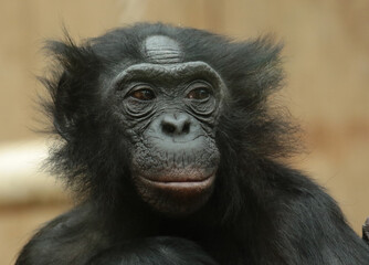 Explore the Beauty of the Animal Kingdom – A Collection of Stunning Creatures, from Adorable Pets to Wild Wonders, Captured in Their Natural Charm.