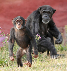 Explore the Beauty of the Animal Kingdom – A Collection of Stunning Creatures, from Adorable Pets to Wild Wonders, Captured in Their Natural Charm.