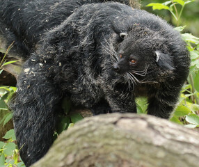 Explore the Beauty of the Animal Kingdom – A Collection of Stunning Creatures, from Adorable Pets to Wild Wonders, Captured in Their Natural Charm.
