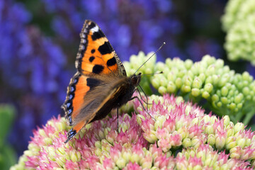 Small Tortoiseshell Butterfly (Aglais urticae) on Pink Sedum
