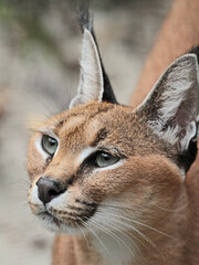 Explore the Beauty of the Animal Kingdom – A Collection of Stunning Creatures, from Adorable Pets to Wild Wonders, Captured in Their Natural Charm.