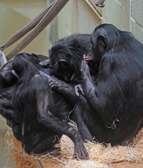 Explore the Beauty of the Animal Kingdom – A Collection of Stunning Creatures, from Adorable Pets to Wild Wonders, Captured in Their Natural Charm.