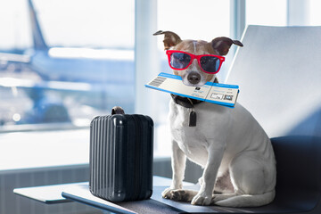 holiday vacation jack russell dog waiting in airport terminal ready to board the airplane or plane...