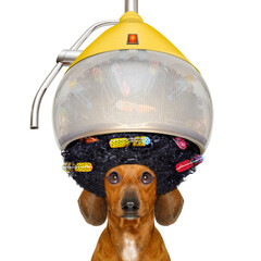 dachshund or sausage  dog  at the hairdresser with hair under the drying hood with curlers, isolated on white background