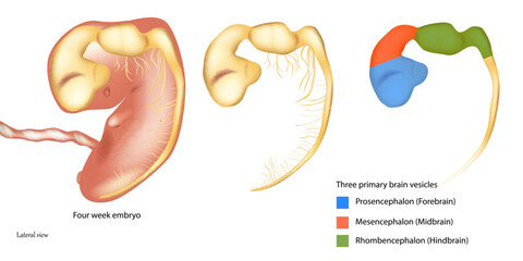 Three primary brain vesicles. Four week embryo. Prosencephalon or Forebrain, Mesencephalon or Midbrain, Rhombencephalon or Hindbrain.