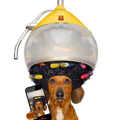 dachshund or sausage  dog  at the hairdresser with hair under the drying hood with curlers, isolated on white background taking a selfie with smartphone or cell phone
