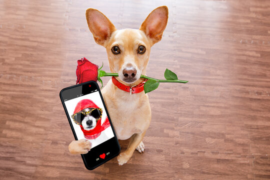 chihuahua dog in love on valentines day, rose in mouth, with sunglasses and cool gesture,sending a love message with smartphone or mobile phone