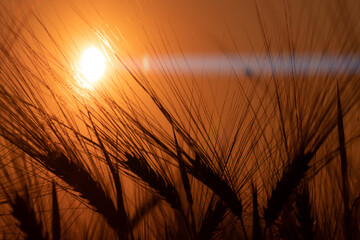 Barley sunset played with sunlight. Barley field blowing in the wind at sunset or sunrise. Sunset on the barley field. Ecological disaster of drought