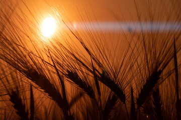 Obraz premium Barley sunset played with sunlight. Barley field blowing in the wind at sunset or sunrise. Sunset on the barley field. Ecological disaster of drought