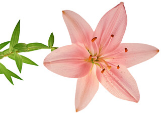 Beautiful pink lily isolated on white background
