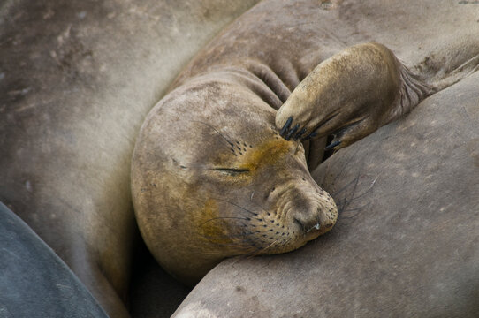 Northern Elephant Seal (Mirounga angustirostris) at a California preseve along Highway 1. Big Sur
