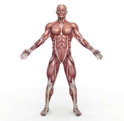 Male muscular system. This is a 3d render illustration